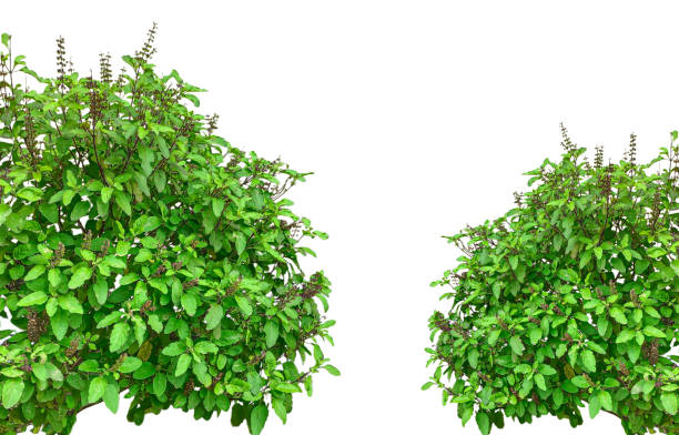 istock green grass on white background, two green plants with leaves on them, Fresh Basil Bushes frame, 2202593167