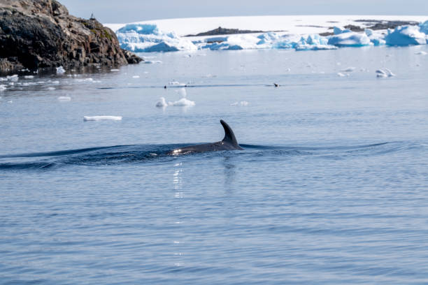 istock Minke whale in Antarctica. Balaenoptera acutorostrata. 2202593617