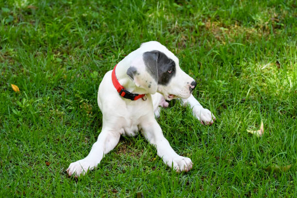 istock Dogs Playing in the Back Yard 2202594035