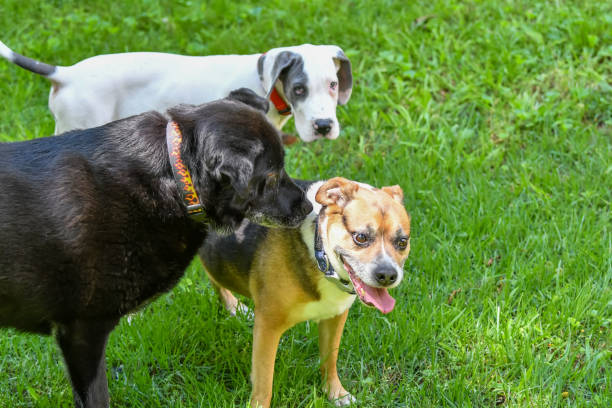 istock Dogs Playing in the Back Yard 2202594038