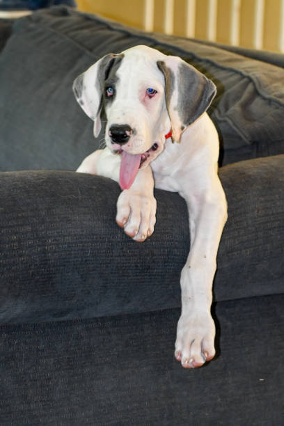 istock Great Dane Puppy Sitting on a Couch 2202594063