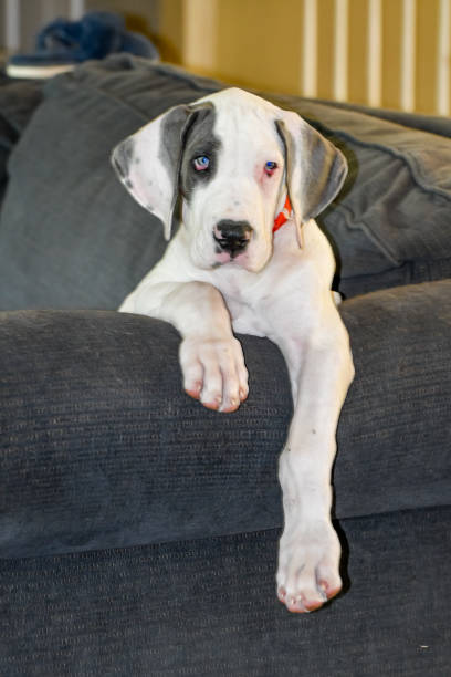 istock Great Dane Puppy Sitting on a Couch 2202594064