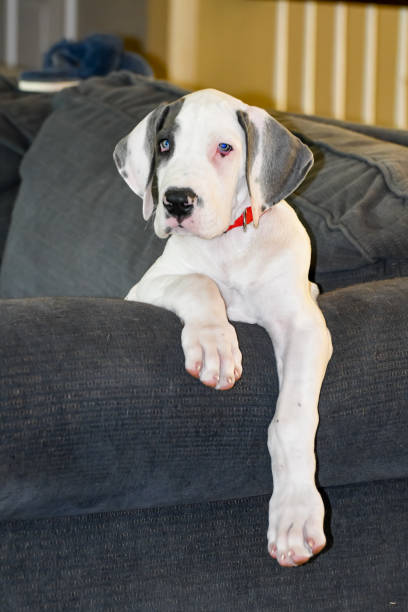 istock Great Dane Puppy Sitting on a Couch 2202594065