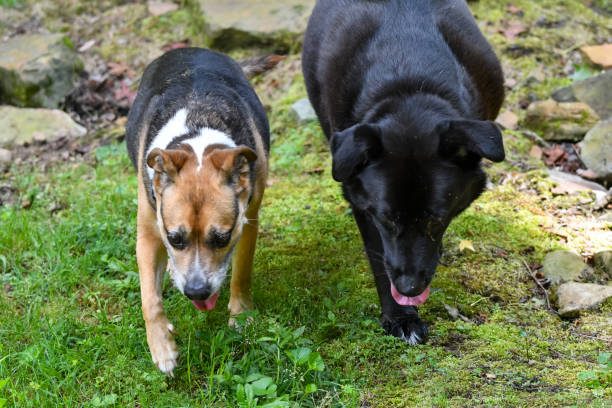 Dogs enjoying the outdoors on a summer day