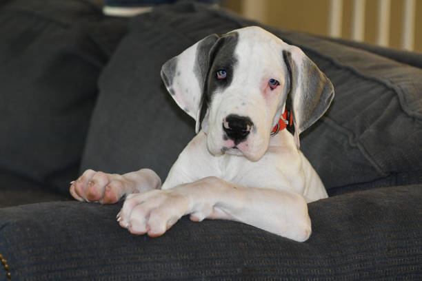 istock Great Dane Puppy Sitting on a Couch 2202594081