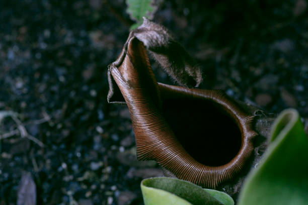 Veitch's pitcher plant-Nepenthes veitchii