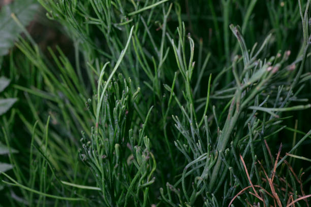 istock Whisk fern-Psilotum nudum 2202597426