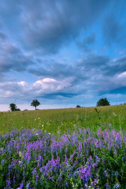 istock A vast meadow adorned with wildflowers stretches under a dramatic sky creating a serene countryside scene 2202599142