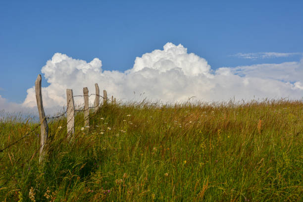 Idyllic natural scenery background of a blue sky with clouds over a green grass meadow.