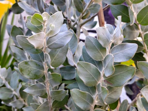 istock Acacia podalyriifolia 2202602185