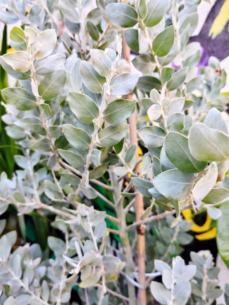 istock Acacia podalyriifolia 2202602186