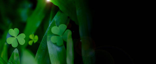 istock Spring background frame, shamrock , Clover Leaves for Green background with three-leaved shamrocks. st patrick's day background, holiday symbol 2202604138