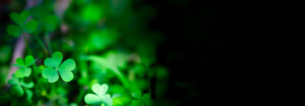 istock Clover Leaves for Green background with three-leaved shamrocks. st patrick's day background, holiday symbol 2202604139