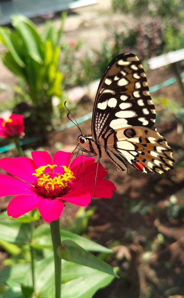Orange butterfly perches on the flower of a type of butterfly from the Papilionidae family