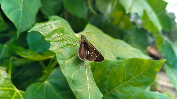 istock Borbo cinnara butterflies perch on the leaves 2202605561