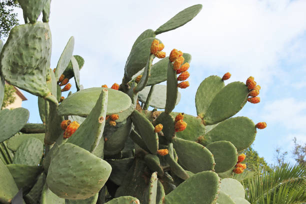 istock Huge Prickly Pear Cactus with Fruit or Opuntia Ficus Indica 2202605672