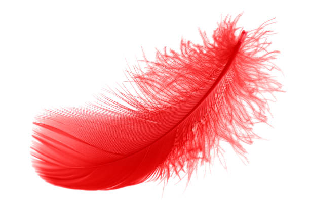istock Soft Red Bird Feathers Isolated on White Background. Fluffy Downy. Softness of Feathers Floating in The Air. 2202606995