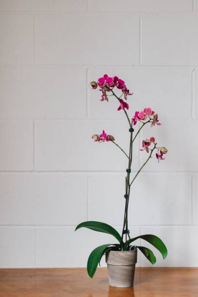 istock pink potted orchid flower on ledge in front of white brick wall 2202607160