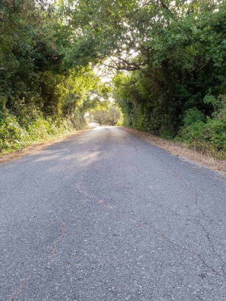 istock Serene country road with natural tunnel effect. 2202609438