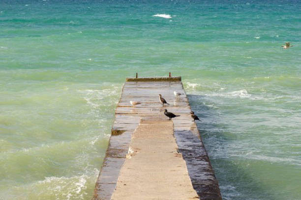 Breakwater structure coastal area to protect against tides, currents, waves, and storm surges with seagulls and ducks