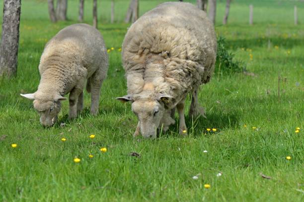 istock a young lamb and a sheep grazing in a meadow in springtime 2202612783