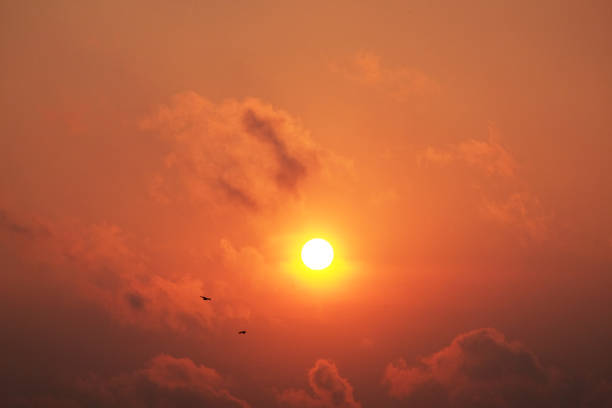 Sunset and seagulls flying in the sky, Thailand.