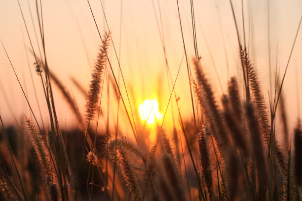 istock Sunset on the field of grass, soft focus and shallow DOF 2202613573