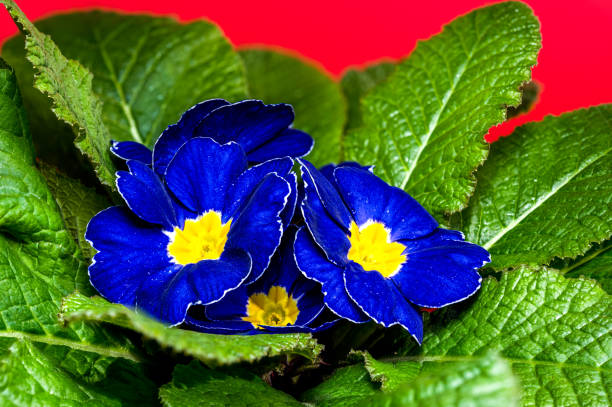 Close-up of blue primula flowers with ruffled petals and green leaves covered in water droplets, set against a green background