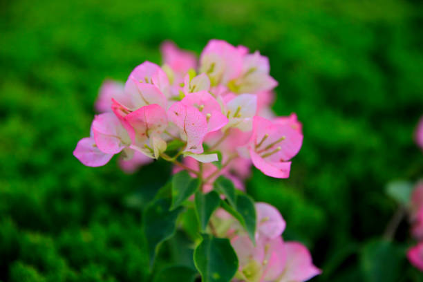 Madagascar periwinkle, Rosy Periwinkle, Catharanthus roseus. Purple flower petals in the middle with white gradation at the tips of the petals.