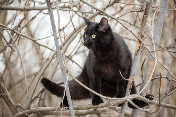 istock Black cat sitting on a tree. Cat in nature in snowy winter. 2202616244