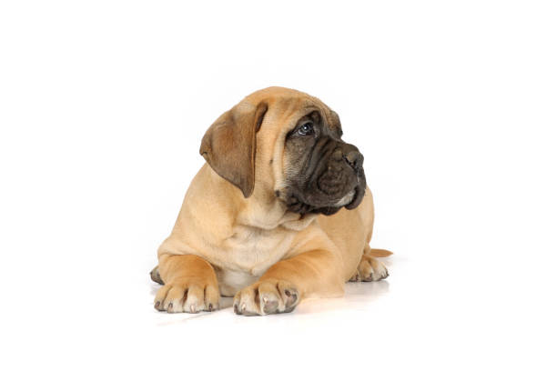 Bullmastiff puppy isolated on a white background