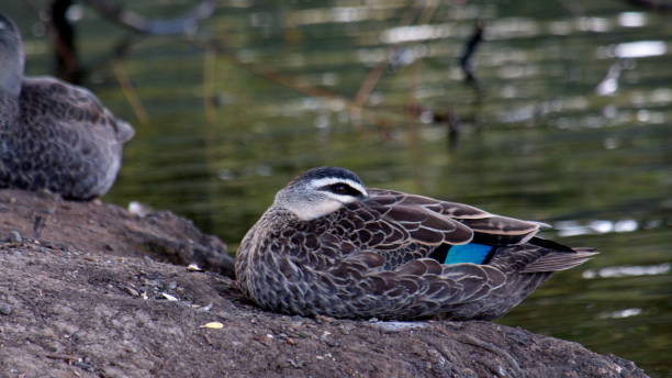 istock Pacific Black Duck Resting by the Water’s Edge 2202619927