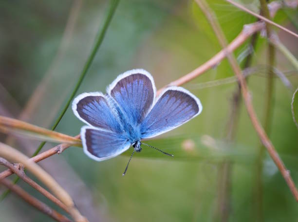 istock A beautiful blue butterfly in nature. 2202620285