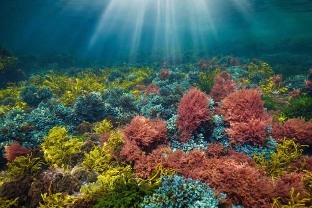 istock Colorful seaweeds with sunlight underwater in the ocean 2202621481