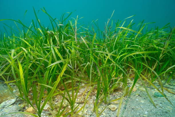 istock Eelgrass seagrass Zostera marina underwater in the Atlantic ocean 2202622011