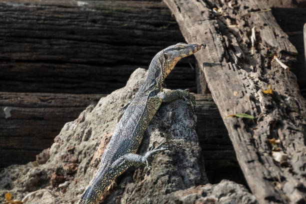 istock Small Water monitor lizard on rock. 2202622351