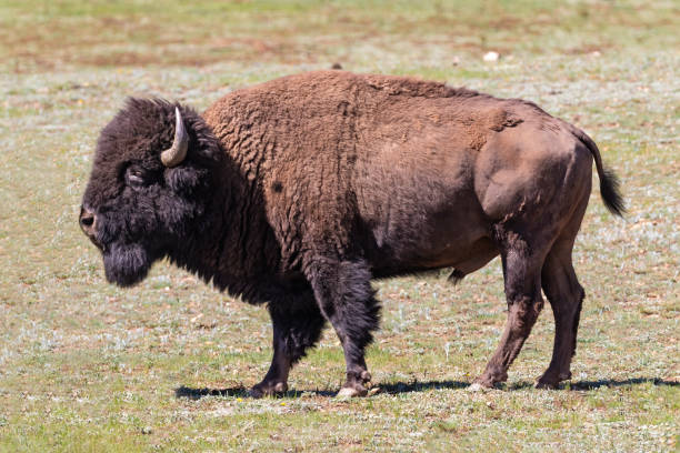 istock American bison standing on grassy field. 2202622354