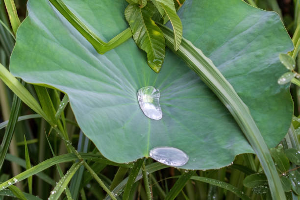 Lotus leave with water cupped in the center. stock photo