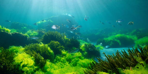 istock Green seaweed with fish natural underwater seascape Atlantic ocean 2202622643