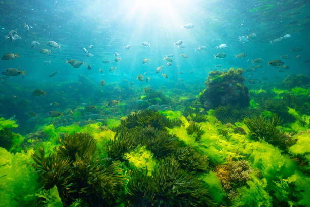 istock Green seaweed underwater with sunlight and fish Atlantic ocean 2202622644