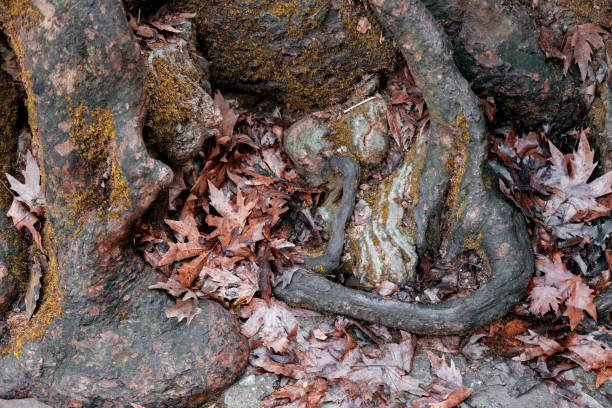 Tree roots on the riverbank in the Sooke Potholes on the west coast of Vancouver Island.