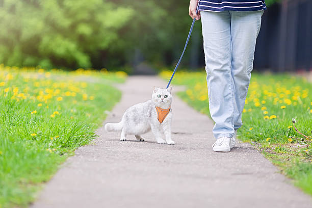 istock charming white British cat, walking with the owner in the park, in spring, dressed in an orange harness. 2202629113