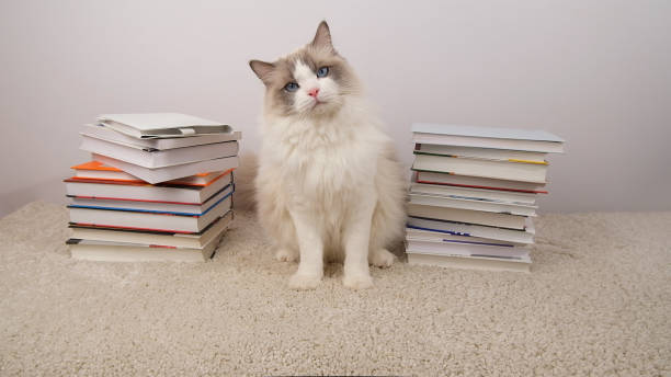 istock Cute ragdoll cat and books  on white carpet. 2202630054