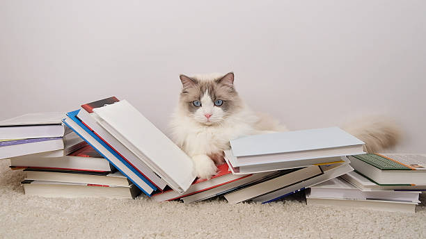 istock Cute ragdoll cat and books  on white carpet. 2202630055