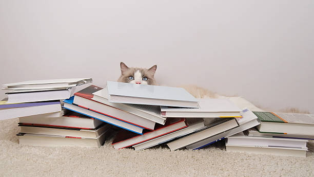 istock Cute ragdoll cat and books  on white carpet. 2202630669