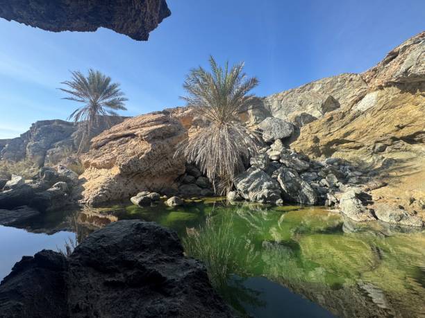 istock Oasis in Masirah Island in Oman 2202631125