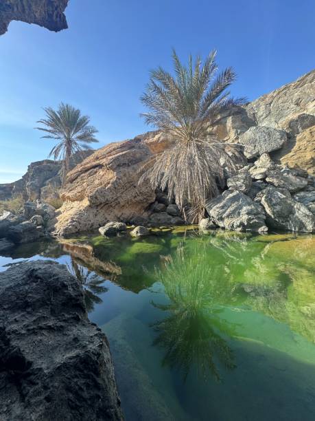 istock Oasis in Masirah Island in Oman 2202631126