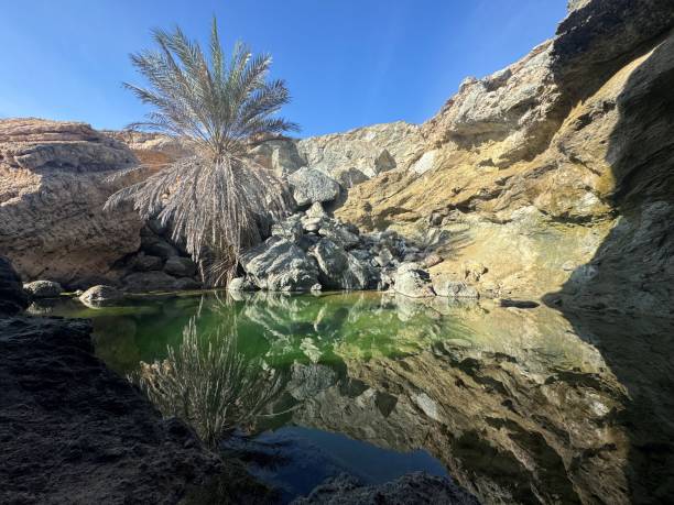 istock Oasis in Masirah Island in Oman 2202631144
