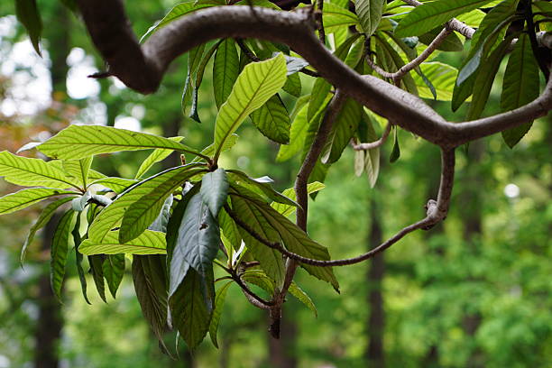 istock The loquat (Eriobotrya japonica, pípá) is a large evergreen shrub or tree grown commercially for its orange fruit. It is also cultivated as an ornamental plant. 2202631576