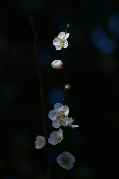 istock Ume (Japanese apricot) blossoms in full bloom in a Japanese garden. 2202631836